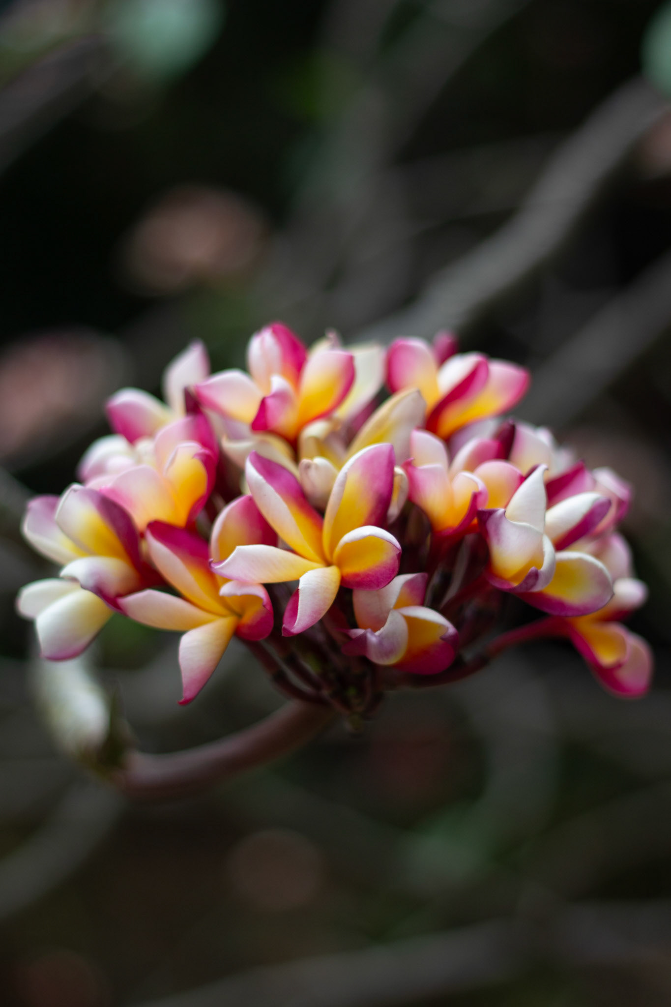 Flore