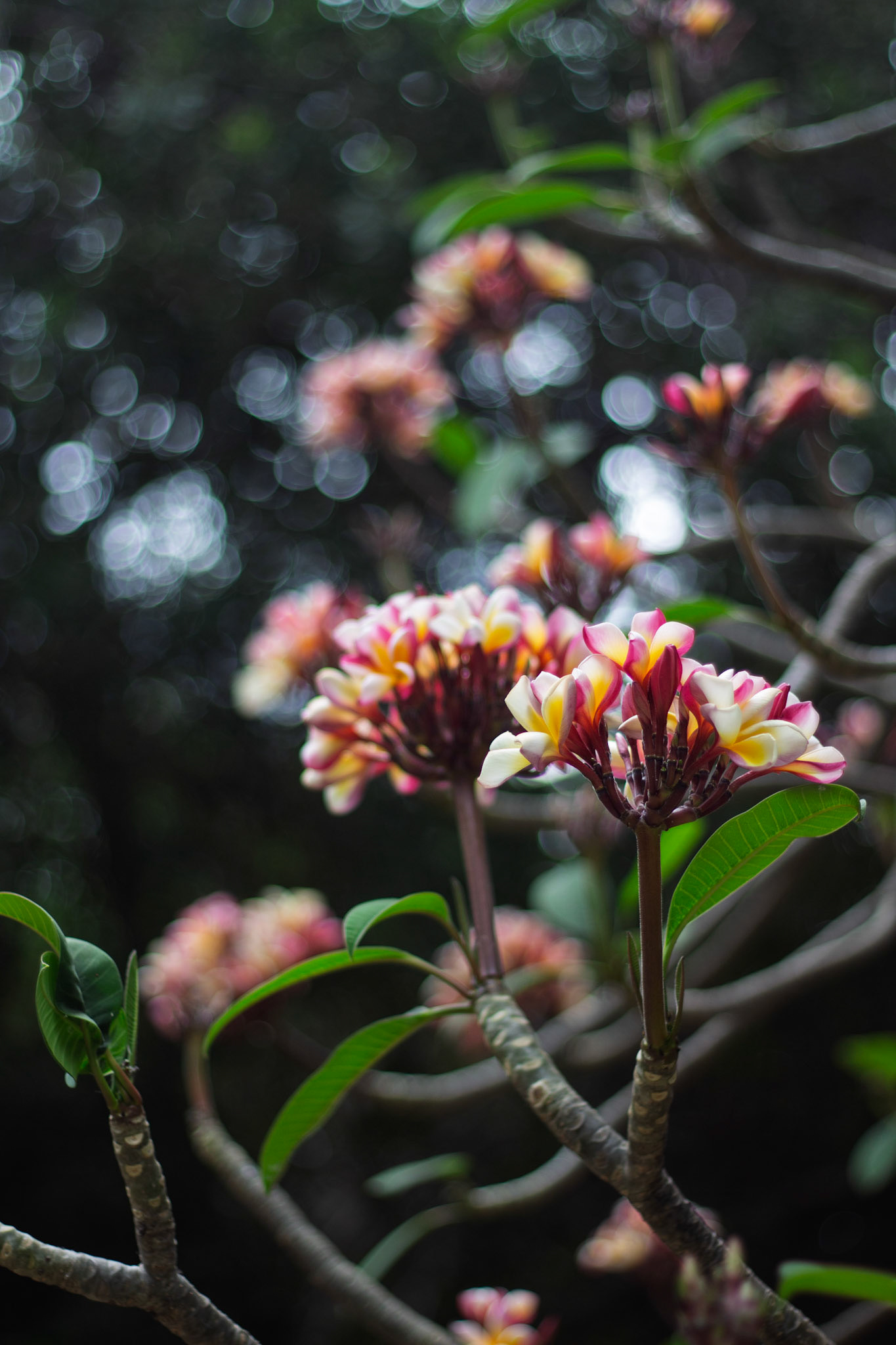 Florales