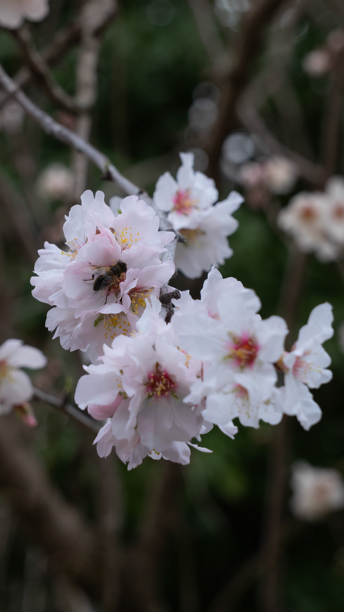 Flore