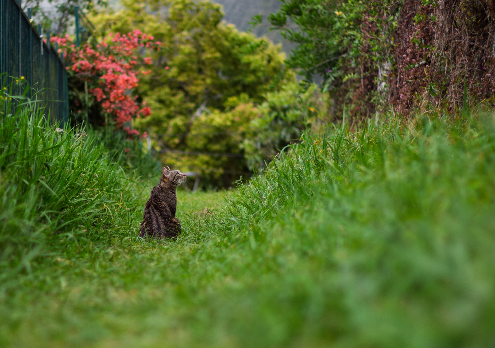 Faune