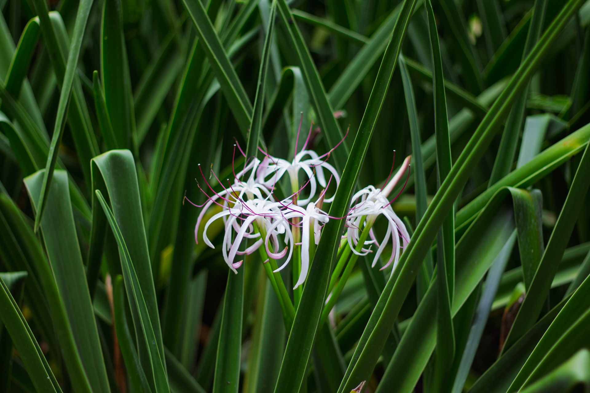 Flore
